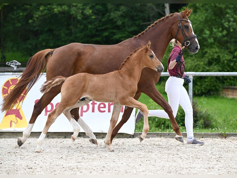 Bavarois Étalon Poulain (04/2024) 172 cm Alezan brûlé in Hessisch Oldendorf