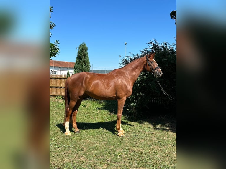 Bavarois Hongre 11 Ans 170 cm Alezan in Untermarchtal