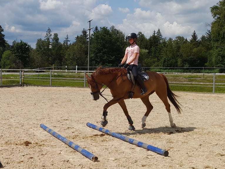 Bavarois Hongre 13 Ans 163 cm Alezan in Buchenberg