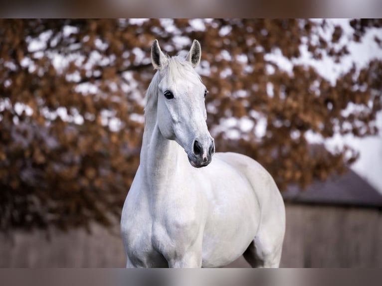 Bavarois Hongre 13 Ans 167 cm Gris in Unterneukirchen