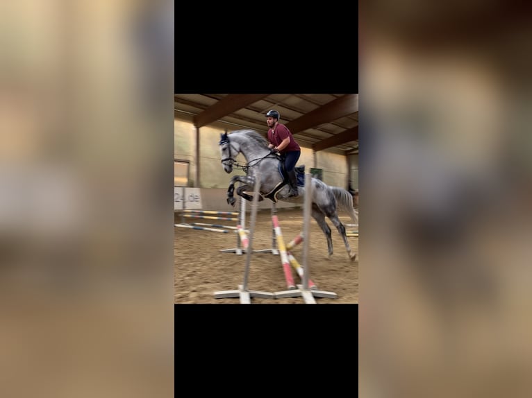 Bavarois Hongre 13 Ans 170 cm Gris in Mühlheim am Inn