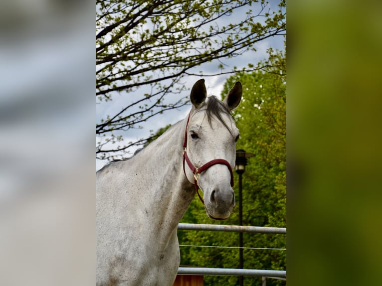 Bavarois Hongre 13 Ans 179 cm Gris in Reutte