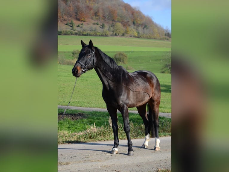 Bavarois Hongre 14 Ans 156 cm Bai brun foncé in Deggingen