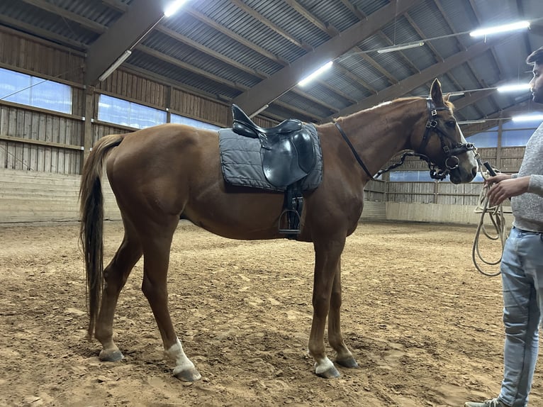 Bavarois Hongre 14 Ans 160 cm Alezan in Itzgrund