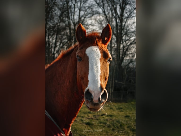 Bavarois Hongre 14 Ans 160 cm Alezan in Itzgrund