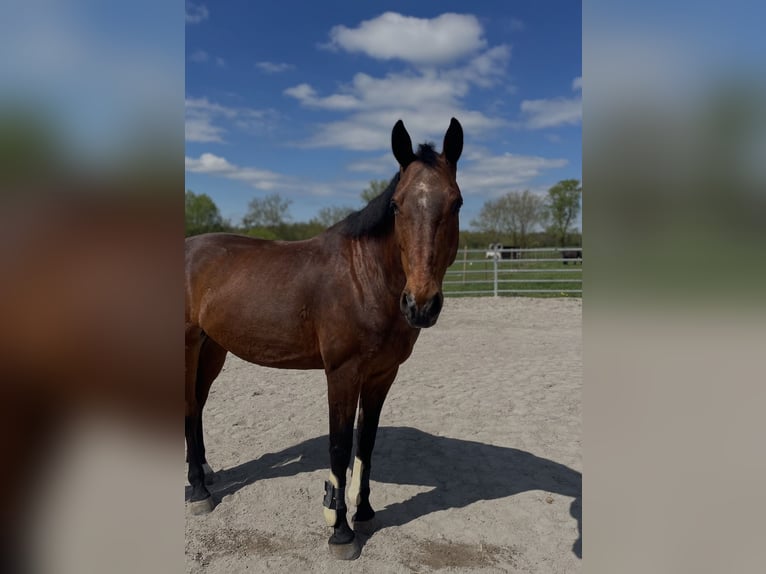 Bavarois Hongre 14 Ans 163 cm Bai in Illingen