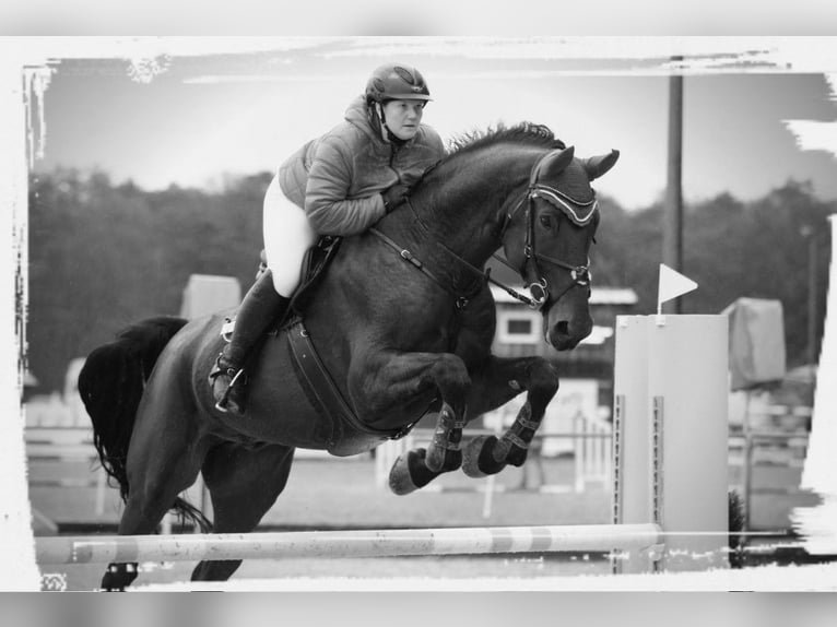 Bavarois Hongre 14 Ans 180 cm Bai in Dingolfing