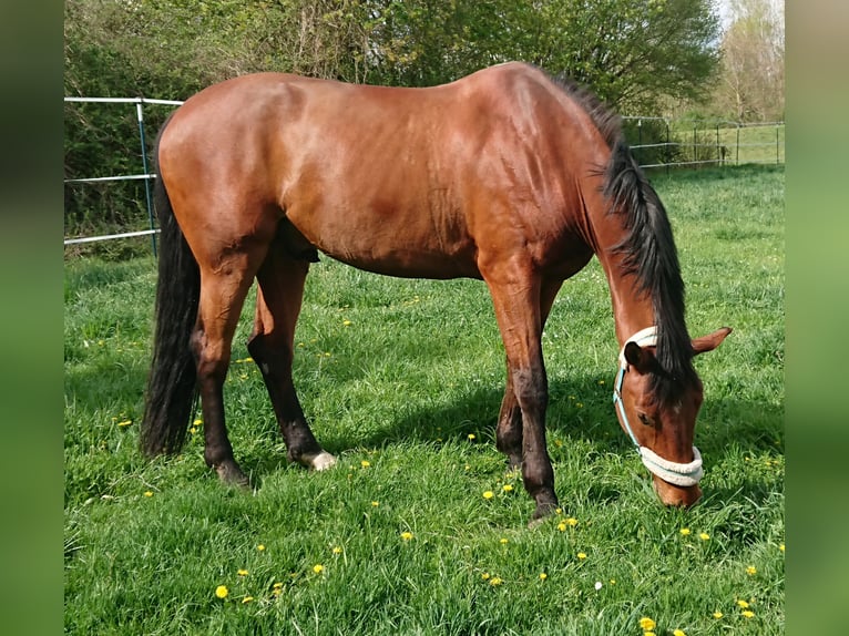 Bavarois Hongre 14 Ans 180 cm Bai in Dingolfing