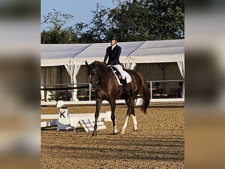 Bavarois Hongre 14 Ans 182 cm Alezan brûlé in Thyrnau