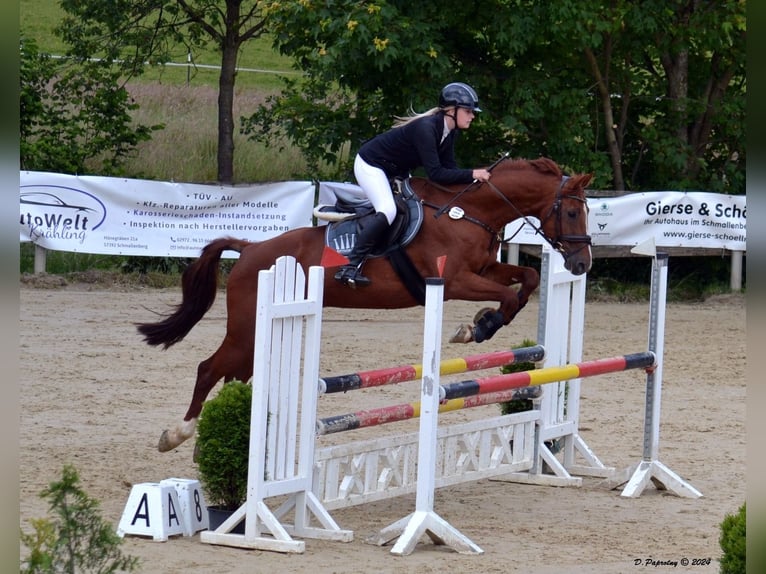 Bavarois Hongre 15 Ans 166 cm Alezan in Meschede