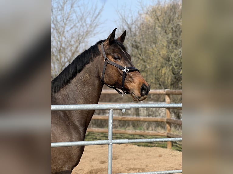 Bavarois Hongre 15 Ans 170 cm Bai in Niederaichbach