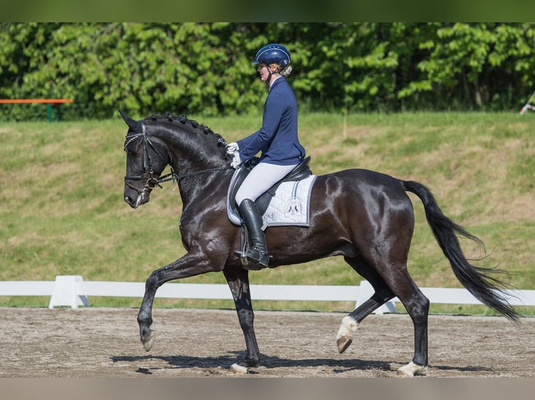 Bavarois Hongre 15 Ans 172 cm Noir in Taufkirchen