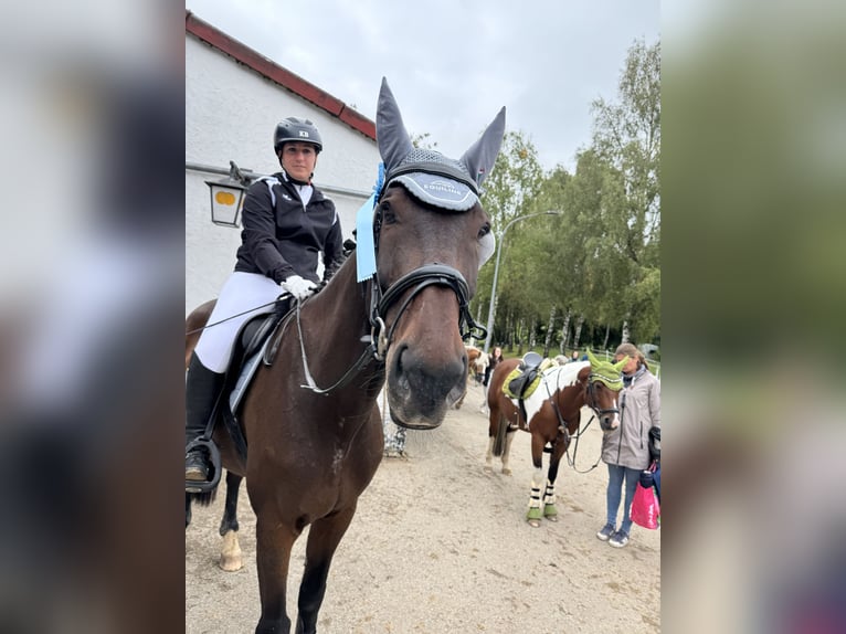 Bavarois Hongre 15 Ans 173 cm Bai in Dinkelsbühl