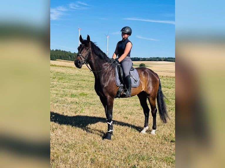 Bavarois Hongre 15 Ans 174 cm Bai brun in Drackenstein