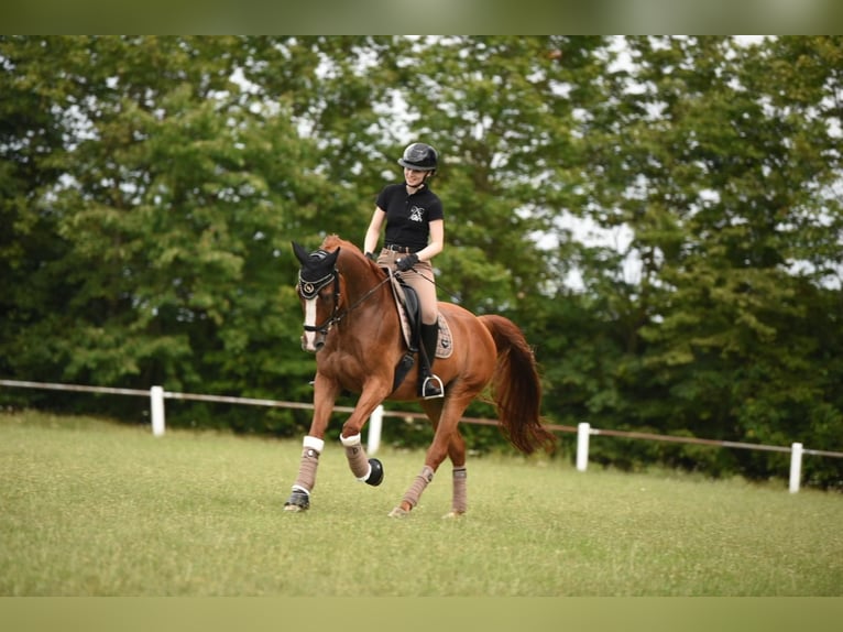 Bavarois Hongre 16 Ans 163 cm Alezan in Remlingen