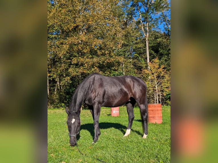 Bavarois Hongre 17 Ans 162 cm Noir in Weßling