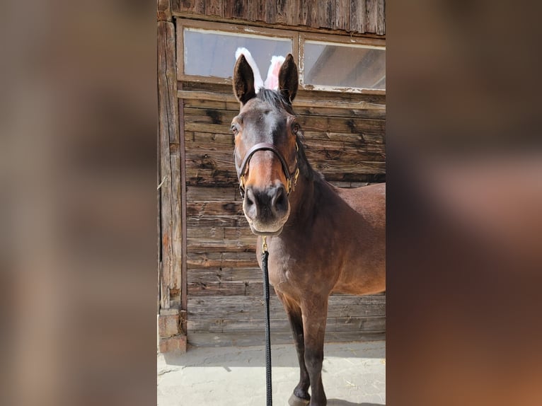 Bavarois Hongre 17 Ans 172 cm Bai brun in München