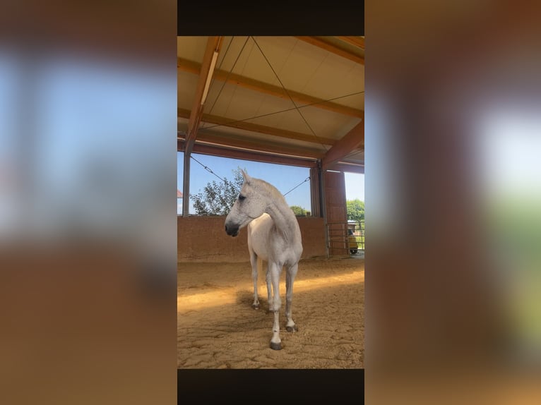 Bavarois Hongre 17 Ans 175 cm Gris moucheté in Hohenems