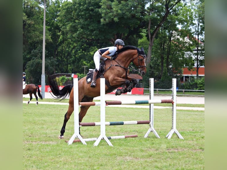 Bavarois Hongre 17 Ans 178 cm in Eislsdorf