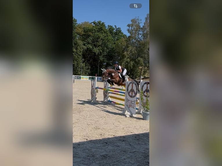 Bavarois Hongre 18 Ans 167 cm Bai in Berg