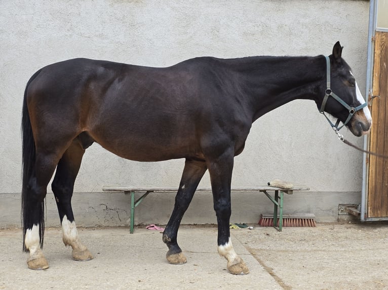 Bavarois Hongre 20 Ans 167 cm Bai brun foncé in Sauerlach