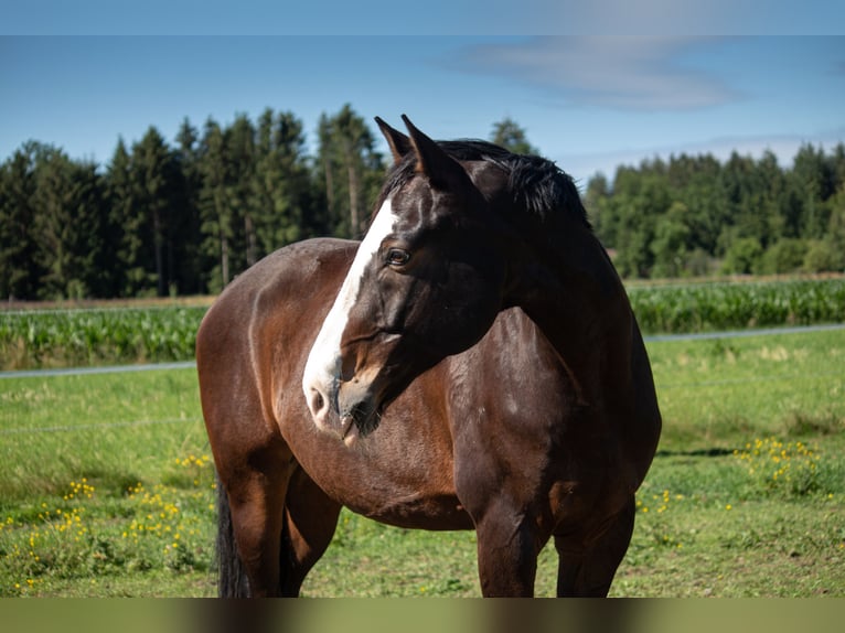 Bavarois Hongre 20 Ans 167 cm Bai brun foncé in Sauerlach