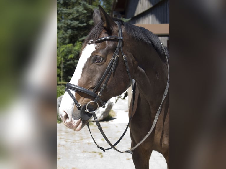 Bavarois Hongre 20 Ans 167 cm Bai brun foncé in Sauerlach