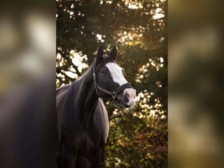 Bavarois Hongre 20 Ans 167 cm Bai brun foncé in Sauerlach