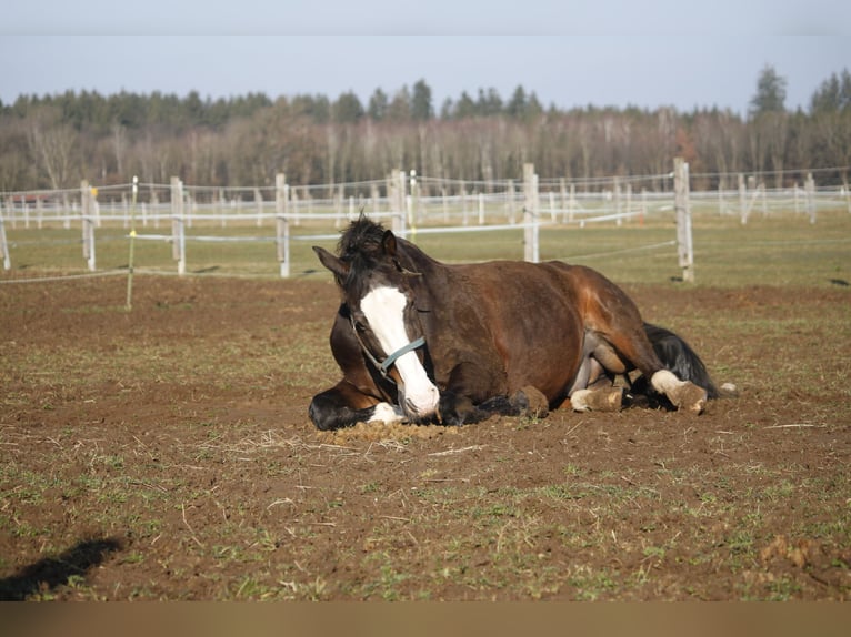 Bavarois Hongre 20 Ans 167 cm Bai brun foncé in Sauerlach
