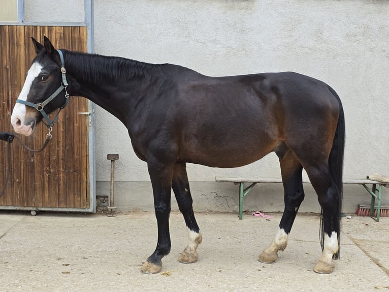 Bavarois Hongre 20 Ans 167 cm Bai brun foncé in Sauerlach
