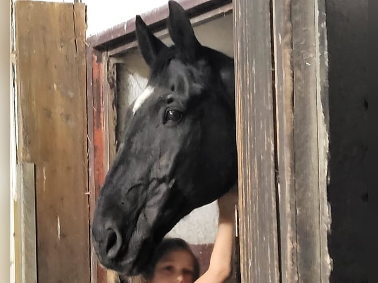 Bavarois Hongre 22 Ans 172 cm Noir in Forstinning