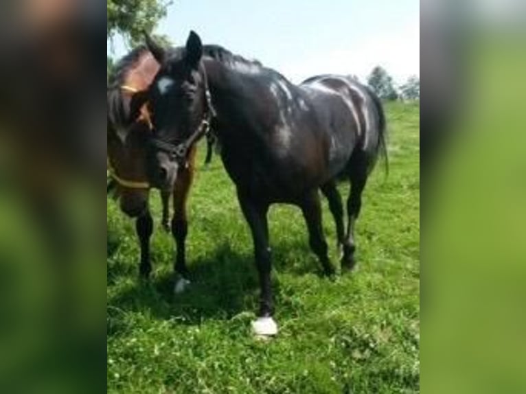 Bavarois Hongre 22 Ans 172 cm Noir in Forstinning