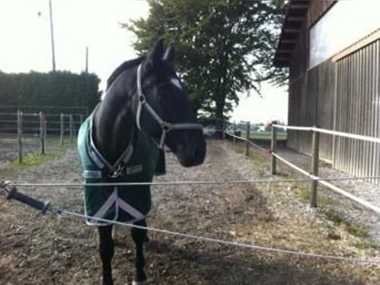 Bavarois Hongre 22 Ans 172 cm Noir in Forstinning