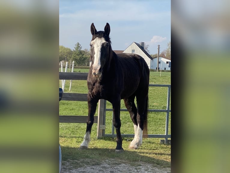 Bavarois Hongre 25 Ans 165 cm Bai brun foncé in Rheda-Wiedenbr&#xFC;ck