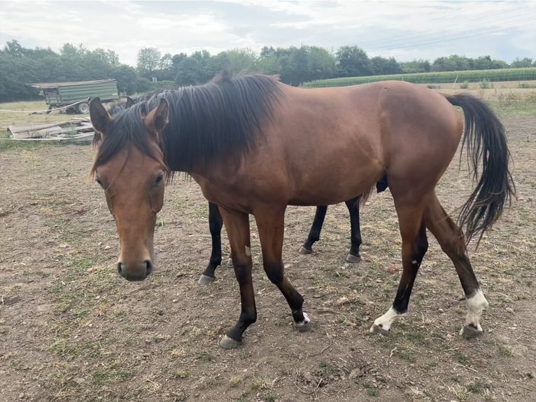 Bavarois Hongre 2 Ans 167 cm Bai in Filderstadt
