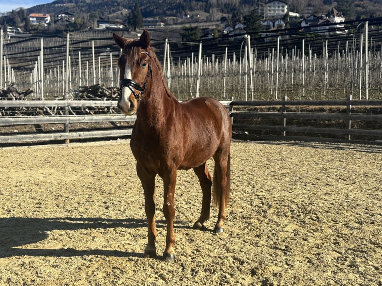 Bavarois Hongre 4 Ans 164 cm Alezan in Schenna