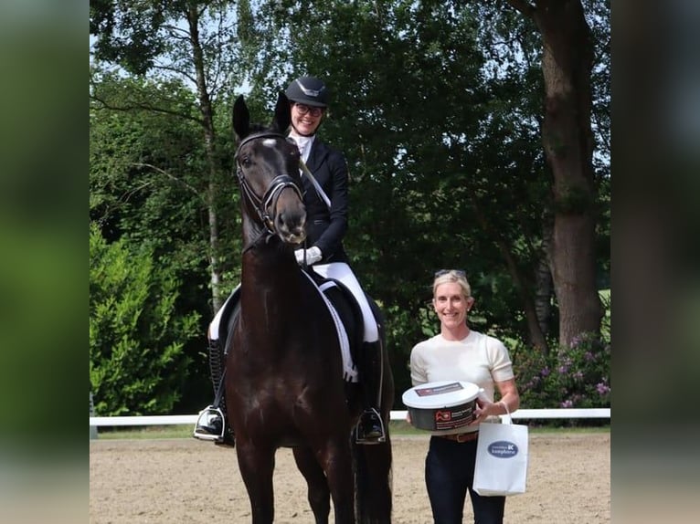 Bavarois Hongre 4 Ans 174 cm Bai brun in Haftenkamp