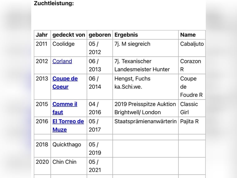 Bavarois Hongre 5 Ans 170 cm in Witzmannsberg