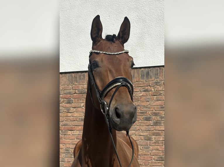 Bavarois Hongre 5 Ans 172 cm Bai in Niederkassel
