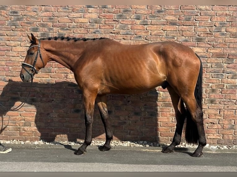 Bavarois Hongre 5 Ans 172 cm Bai in Niederkassel