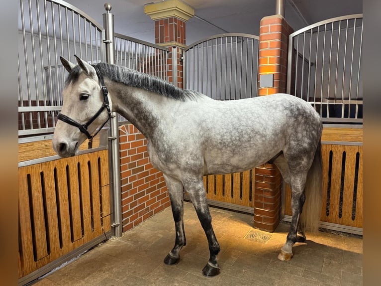 Bavarois Hongre 6 Ans 165 cm Gris in K&#xFC;ps