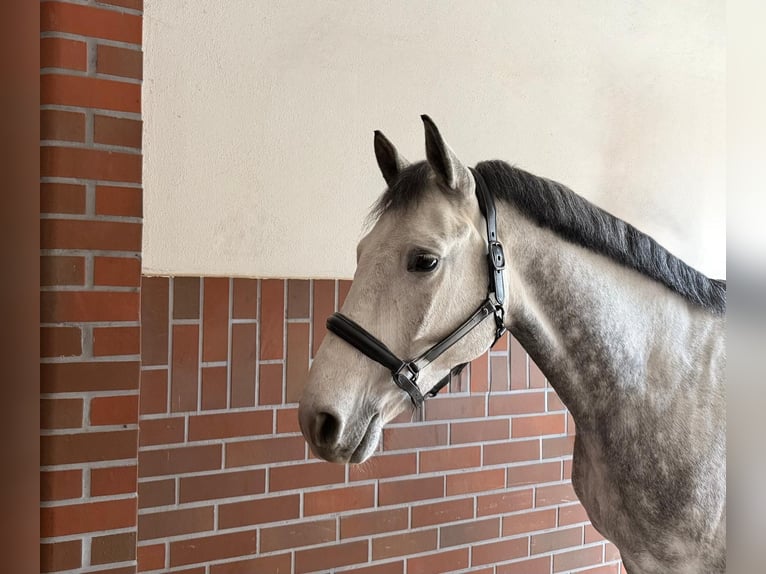 Bavarois Hongre 6 Ans 165 cm Gris in K&#xFC;ps