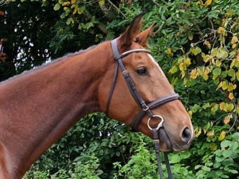 Bavarois Hongre 6 Ans 169 cm Bai in Geisenfeld