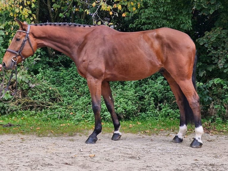 Bavarois Hongre 6 Ans 169 cm Bai in Geisenfeld