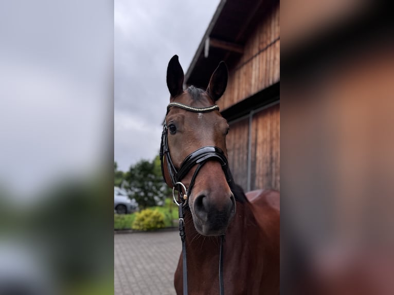 Bavarois Hongre 6 Ans Bai in Neubeuern