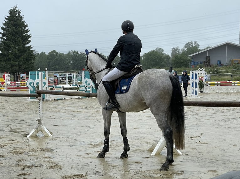 Bavarois Hongre 7 Ans 170 cm Gris in Limburg an der Lahn