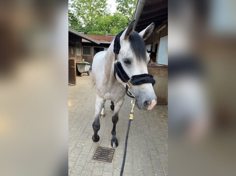Bavarois Hongre 7 Ans 170 cm Gris in Limburg an der Lahn