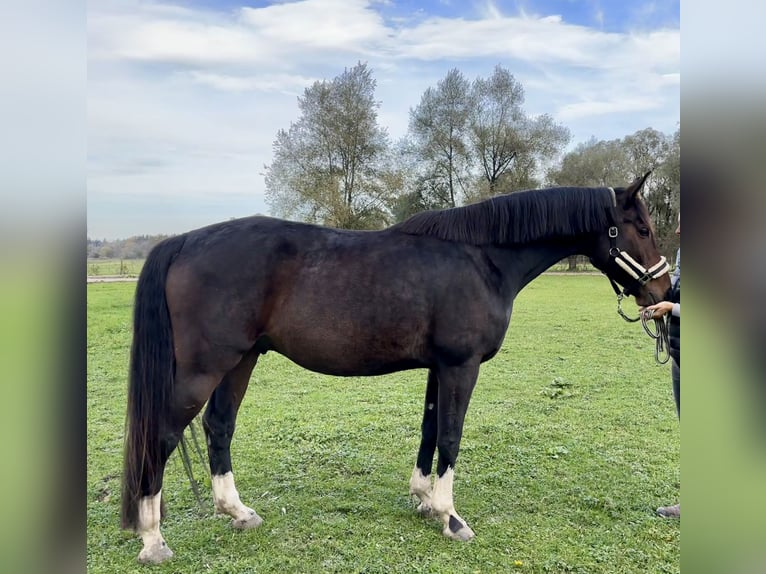 Bavarois Hongre 7 Ans 177 cm Bai brun in Eurasburg