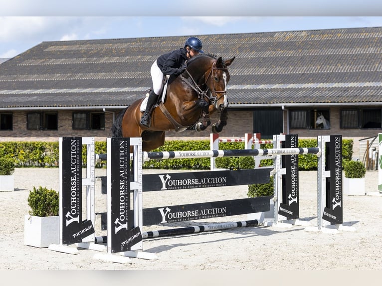 Bavarois Hongre 9 Ans 172 cm  in Waddinxveen