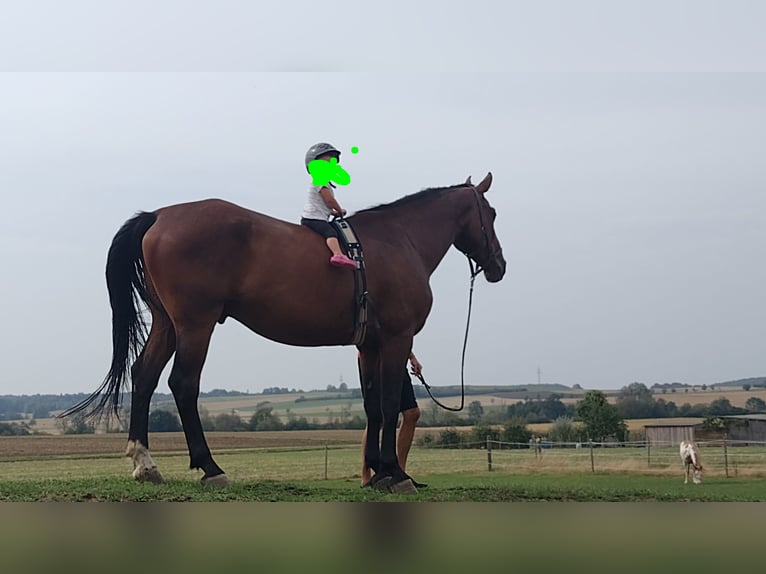 Bavarois Hongre 9 Ans 175 cm Bai in Fünfstetten